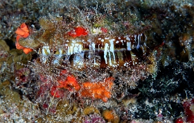 MediaEarth - Bahamas 2017 - DSC02341_rc- Variable Thorny oyster - Spondyle - Spondylus aurantius